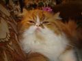 Red-and-White Bicolor Persian