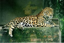 Panthera onca.jpg