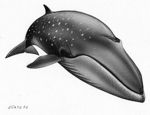Sei Whale.jpg