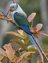 Malabar (blue-winged) parakeet