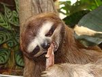 Brown-throated Three-toed Sloth at Dallas World Aquarium