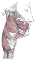 Muscles of the pharynx and cheek