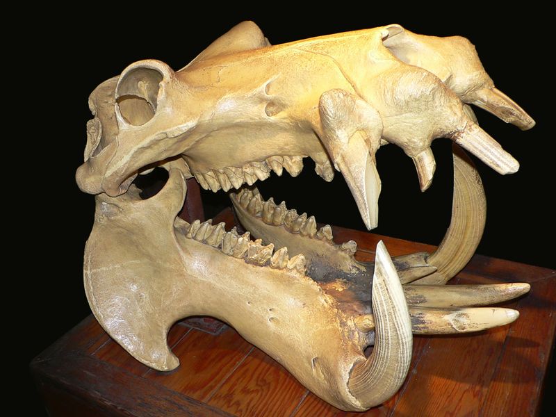 ملف:Hippo skull dark.jpg