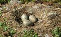 Great black-backed gull nest and eggs