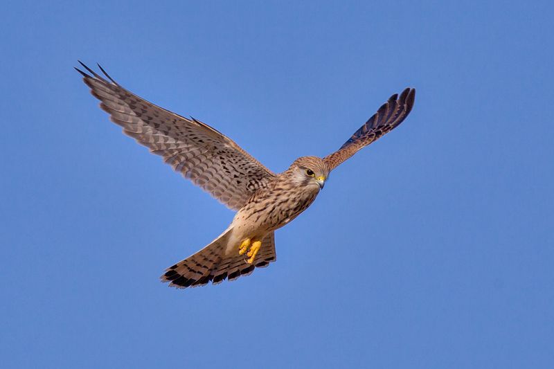 ملف:Turmfalke Falco tinnunculus.jpg