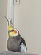 4.5-year-old male cockatiel