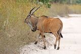 Giant eland (Taurotragus derbianus derbianus) male.jpg