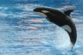 Orca Orlando Seaworld.jpg