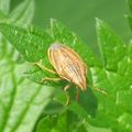 Bishop's mitre shield bug (Aelia acuminata)