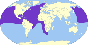Oceanodroma leucorhoa map.svg