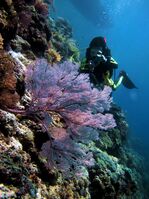 Photo of coral reefs in the park.