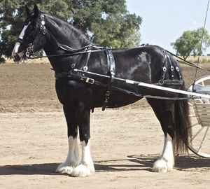 A tall black horse with four white legs, standing in harness, with shafts of a cart visible