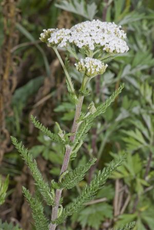 Achillea millefolium vallee-de-grace-amiens 80 22062007 1.jpg