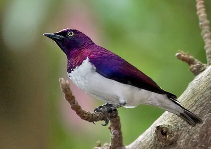 The male violet-backed starling sports a very bright, iridescent purple plumage.