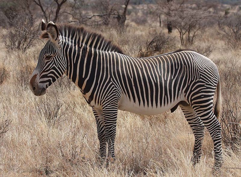 ملف:Grevy's Zebra Stallion.jpg
