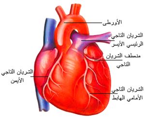 الوظيفه القلب والرئتين جزء من اي الرئيسيه جهاز للقلب يؤدي الصناعي أي جزء