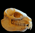 animated skull, Namibia