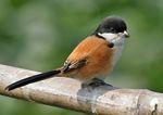 Long-tailed Shrike (Lanius schach- race tricolor) in Kolkata W IMG 3434.jpg