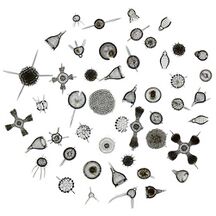 Radiolarians come in many shapes.