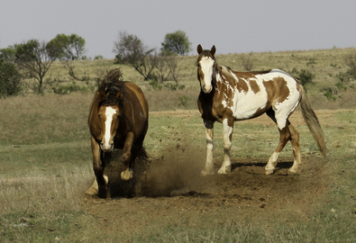 Digitally manipulated composite: horses in original photo are added to a photo of a pasture.