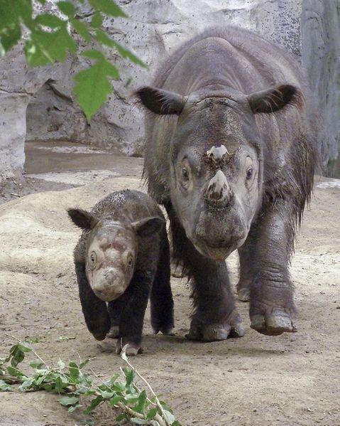 ملف:Sumatran Rhino.jpg