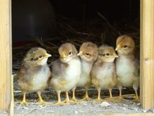 Cute chicks