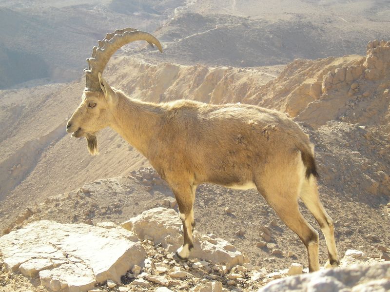 ملف:Nubian Ibex in Negev.JPG