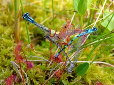 Drosera anglica, a sundew, lives in nutrient-poor acid bogs, deriving nutrients from trapped insects.[17]