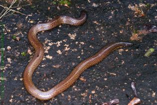 Pipe snakes are found only in South India and Sri Lanka