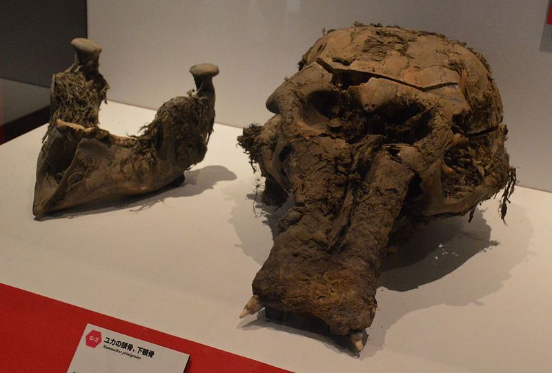 ملف:Yuka (Mammuthus primigenius) - Skull and Lower Jaw A.JPG