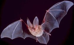 Townsend's big-eared bat (Chiroptera)