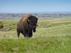 Bison Badlands South Dakota.jpg