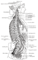 The right sympathetic chain and its connections with the thoracic, abdominal, and pelvic plexuses.