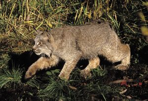 A Canada lynx stalking prey in vegetation cover