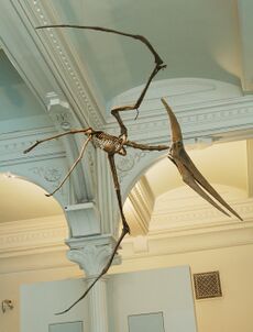 Pteranodon amnh martyniuk.jpg