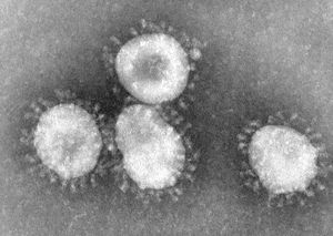 Coronaviruses 004 lores.jpg