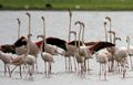 Greater Flamingoes Phoenicopterus roseus calling