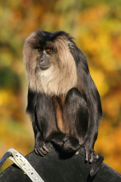 ملف:Lion-tailed Macaque.jpg