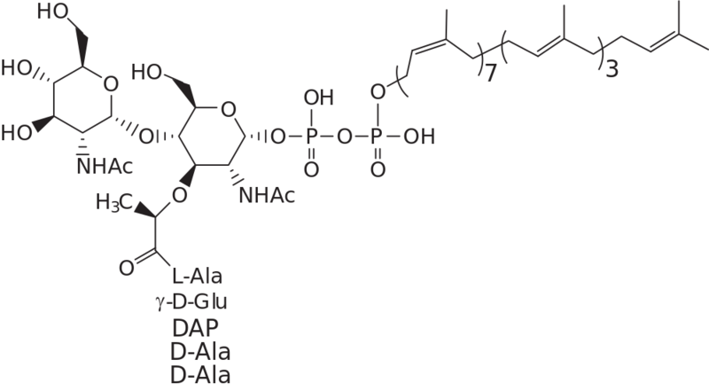 ملف:Lipid II structure.svg