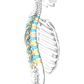 Lateral surface of the thoracic vertebrae (shown in blue and yellow). Right half of the thoracic skeleton is not shown.