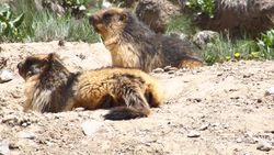 Two large, furry rodents resting on the ground