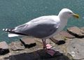 Herring Gull on the North Devon coast, England