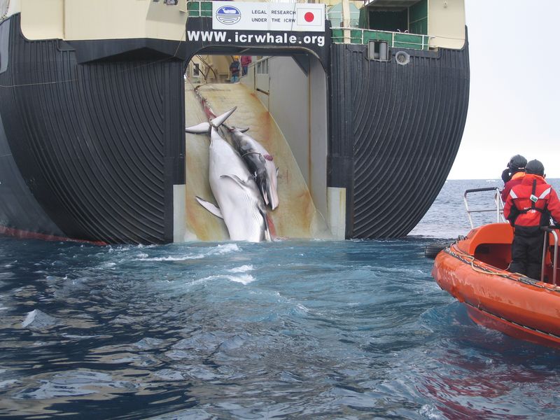 ملف:Japan Factory Ship Nisshin Maru Whaling Mother and Calf.jpg