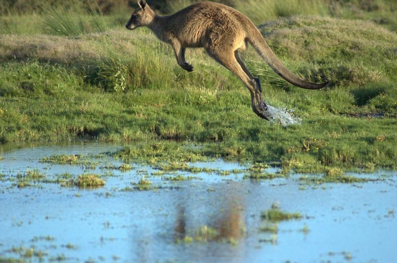 ملف:Kangaroo-in-flight.jpg