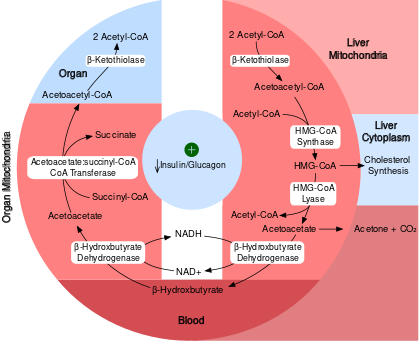 Biochemical pathway of ketone synthesis in the liver and utilization by organs