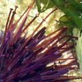 Sea urchins have adhesive tube feet.