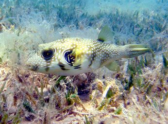 White-spotted puffers, often found in seagrass areas
