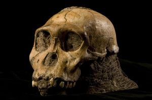 Australopithecus sediba1.jpg