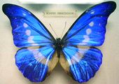 In Morpho butterflies such as Morpho helena the brilliant colours are produced by intricate firtree-shaped microstructures too small for optical microscopes.
