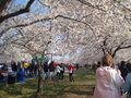 Thousands of people attend the annual Cherry Blossom Festival every spring.